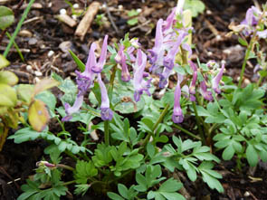 Corydalis solida